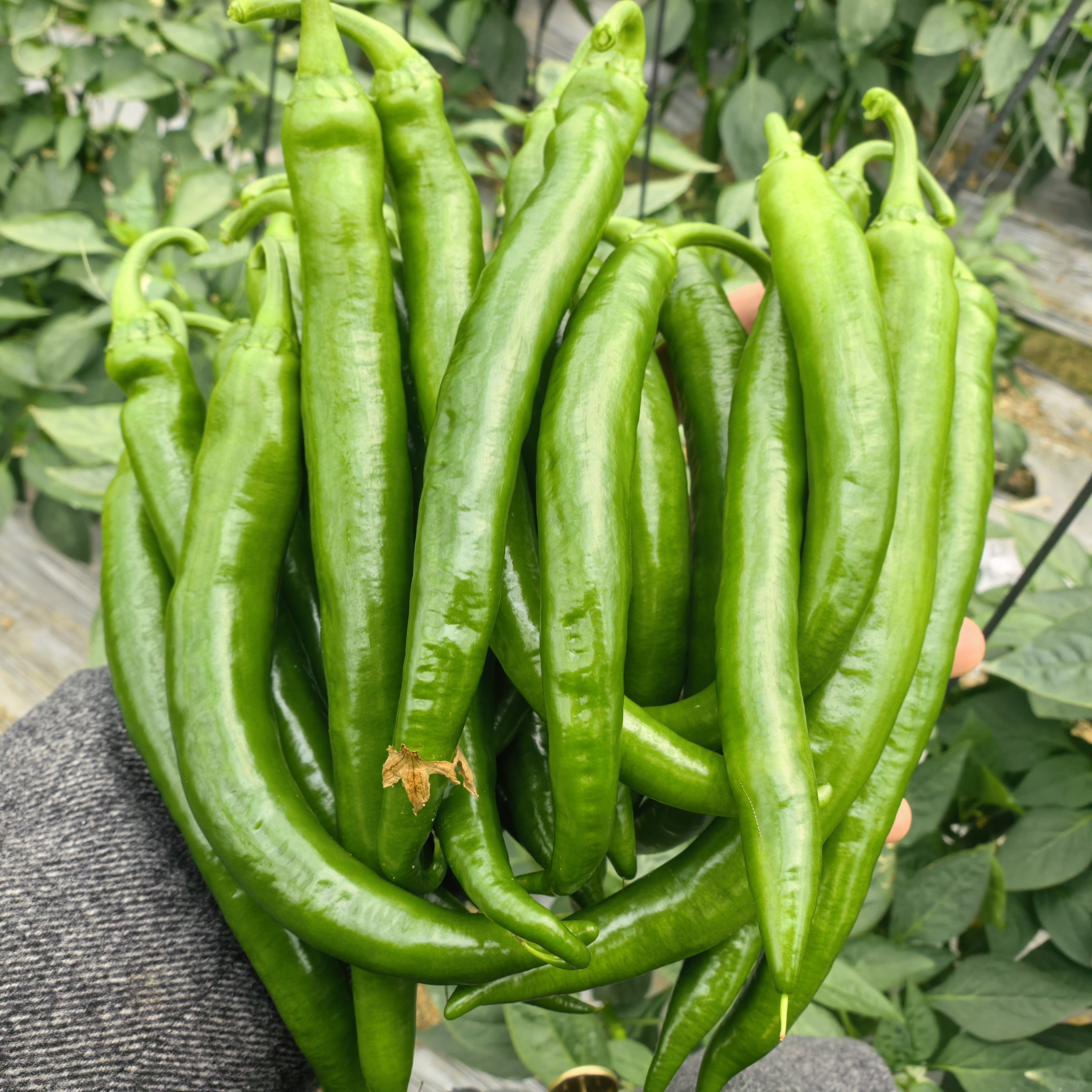 辣美椒五号青椒 微辣 头茬现摘软皮无渣 湖南产地新鲜辣椒