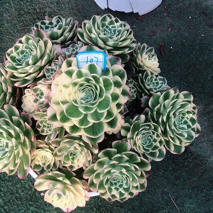 107海王多肉法师