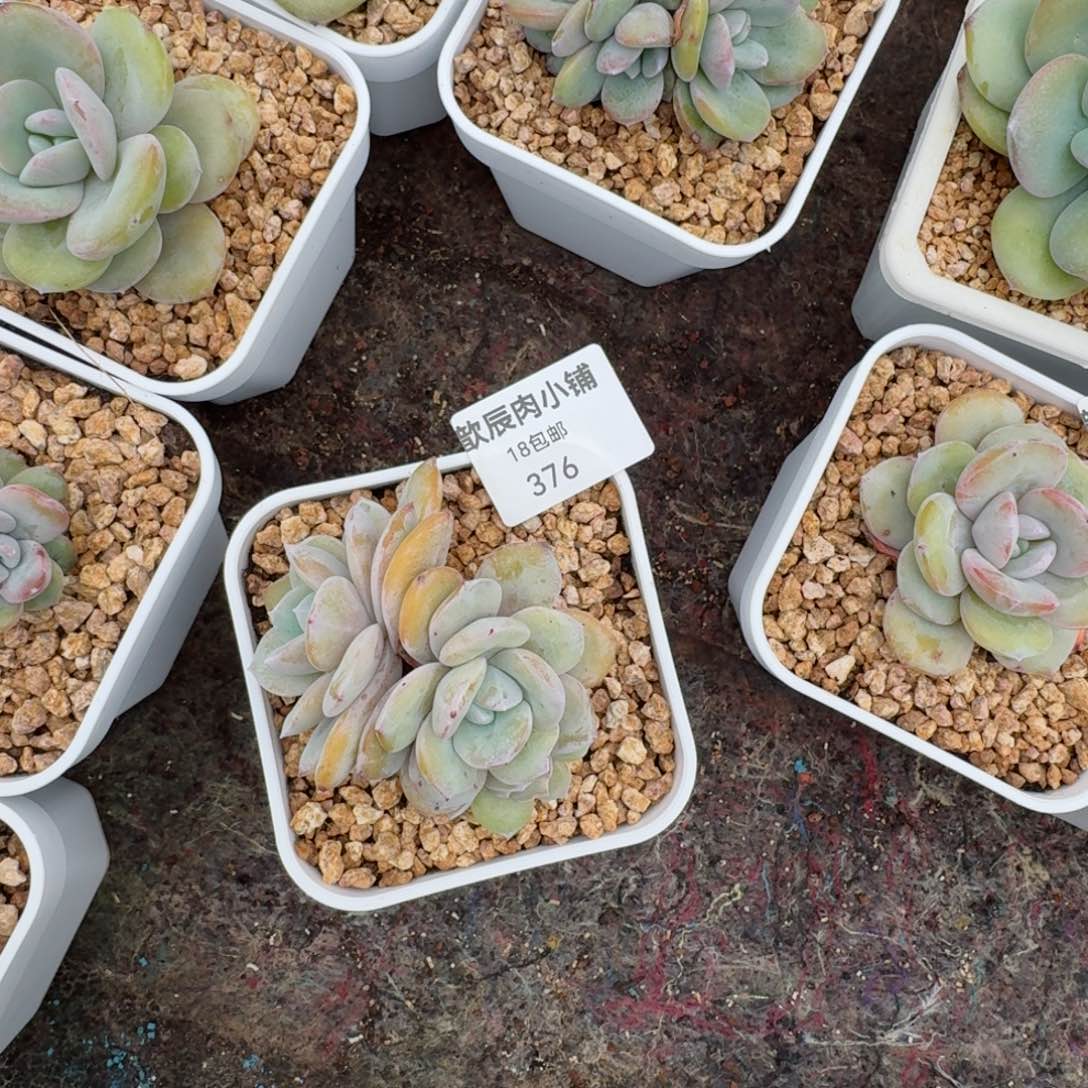 一*鱼多肉植物奶茶群376