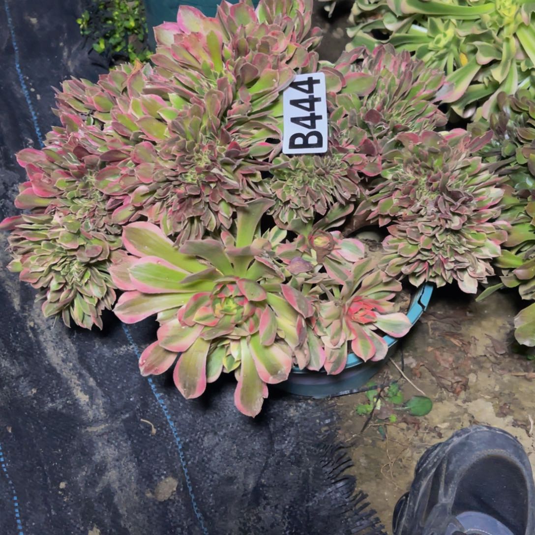 女神法师14——2包邮