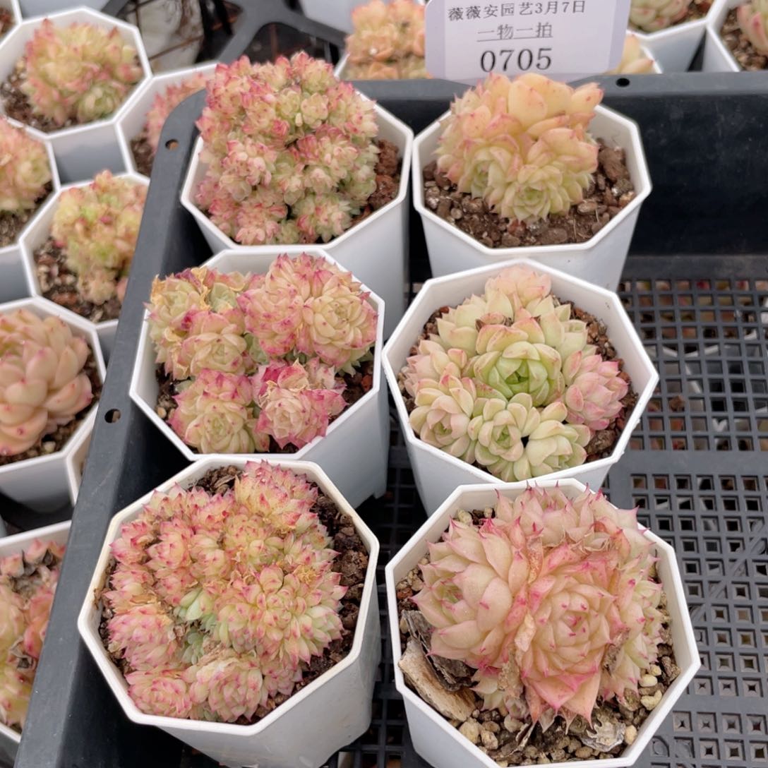 薇薇安园艺多肉0705