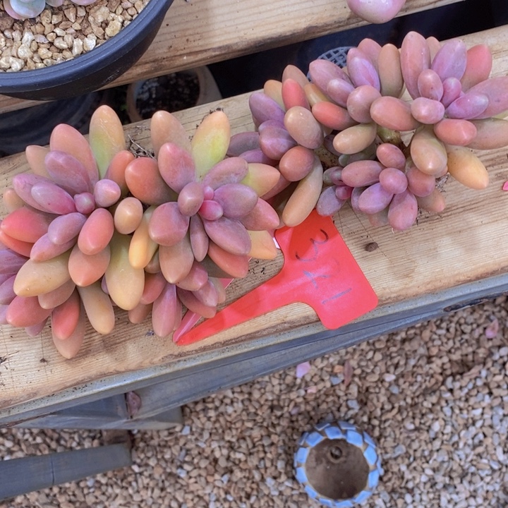 *****这么早的了么是的吗