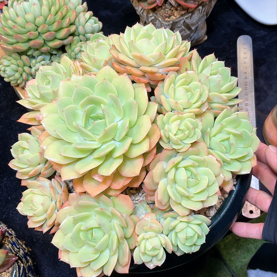 多肉植物脱土包邮