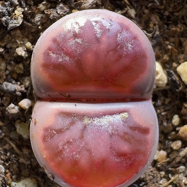 生石花。  金箔紫菊。  296