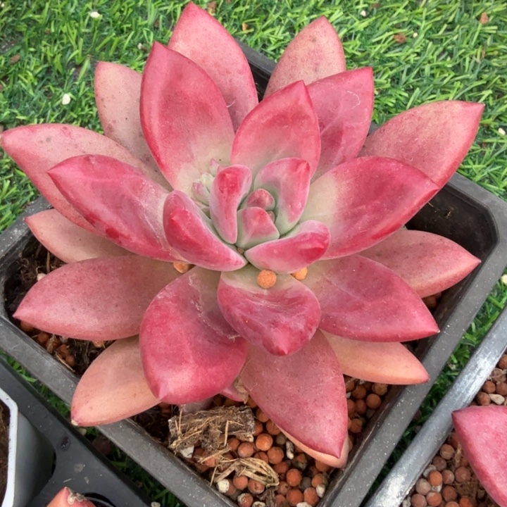 赫菲斯托。             0