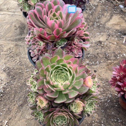 900多肉植物组合