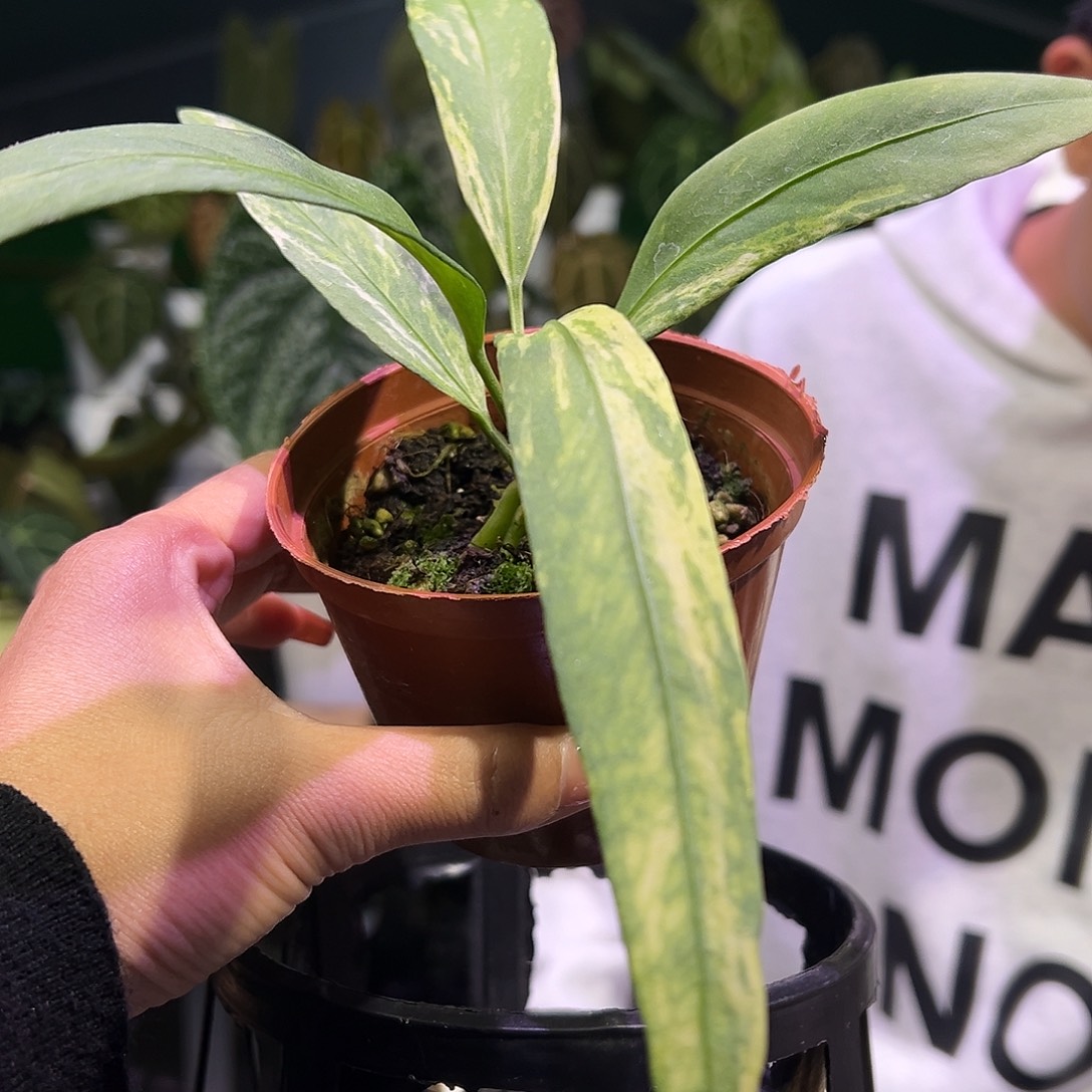 完全开放维塔领带锦