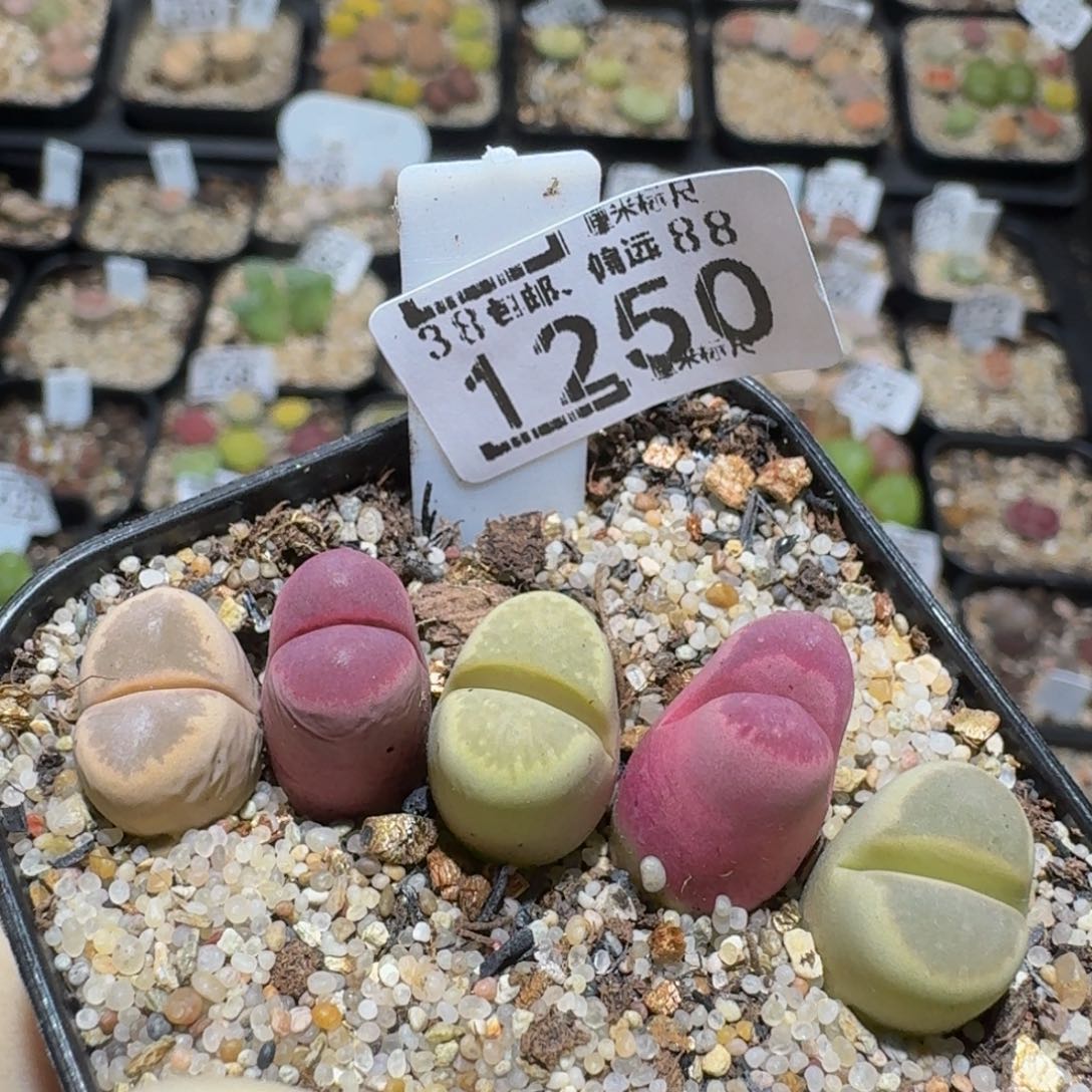 zzzz精品生石花1250高特