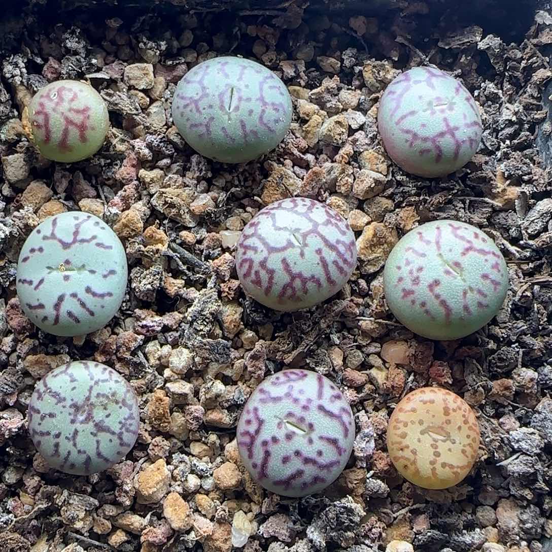 28包邮脱土发货25966