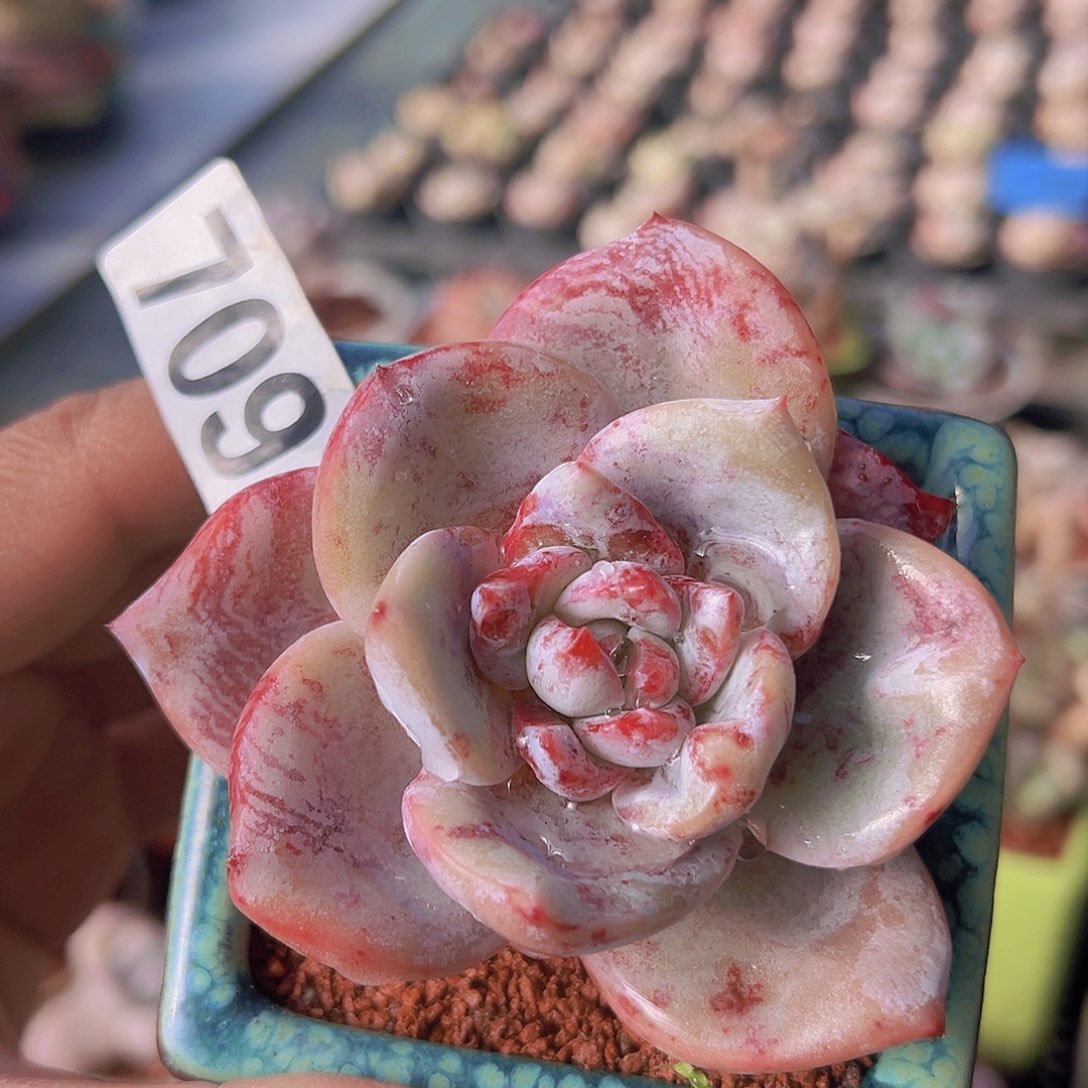 一物一拍30包邮6666