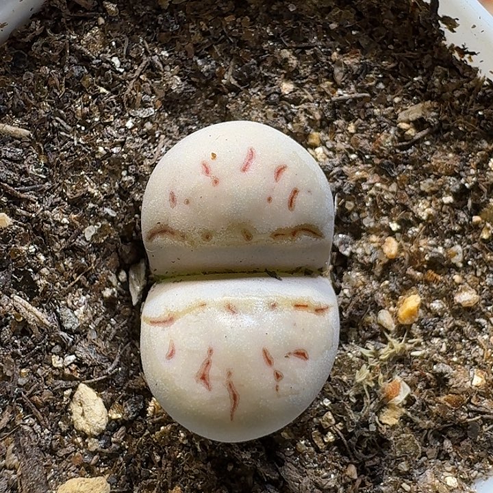 生石花1111111。   159