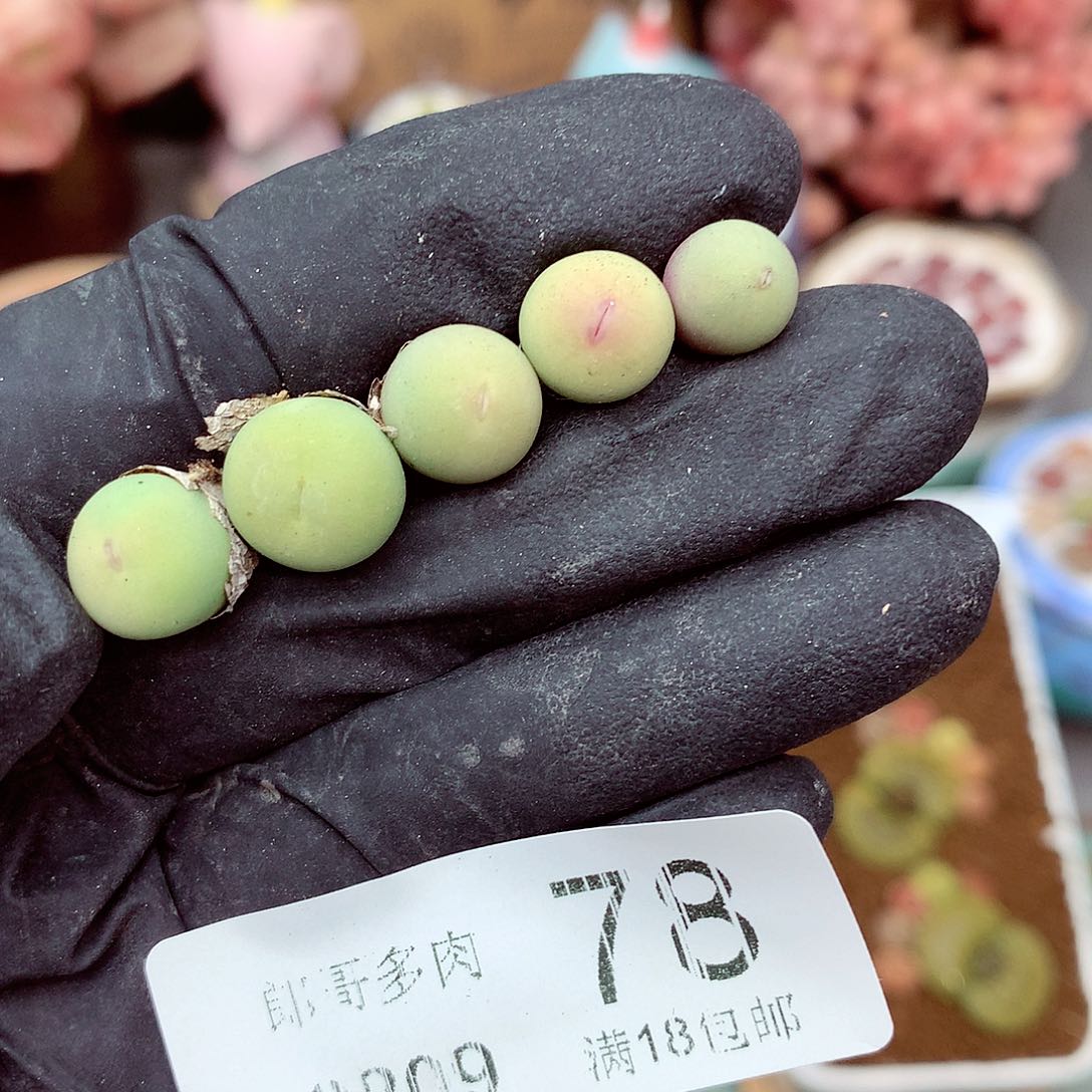 郎哥多肉生石花9-78