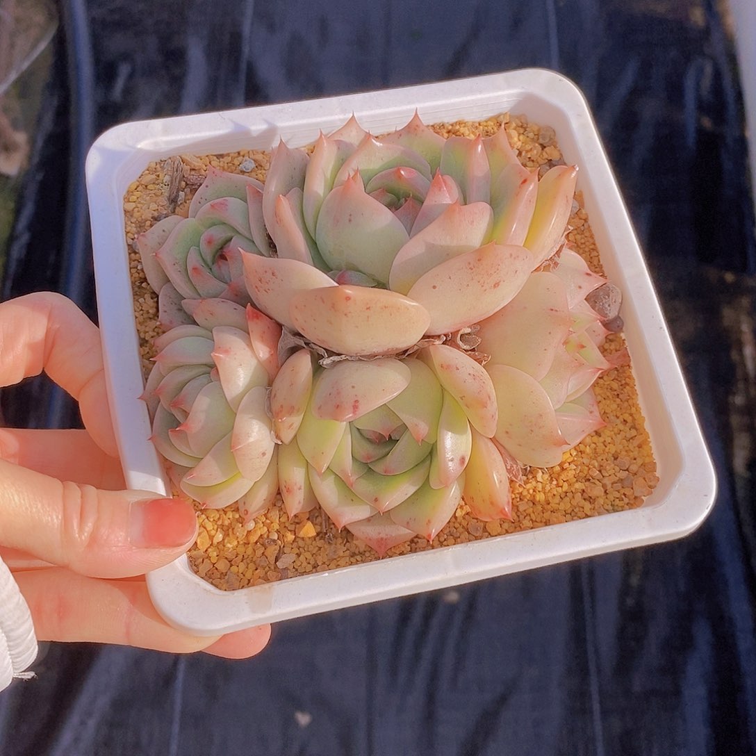 546多肉植物老桩