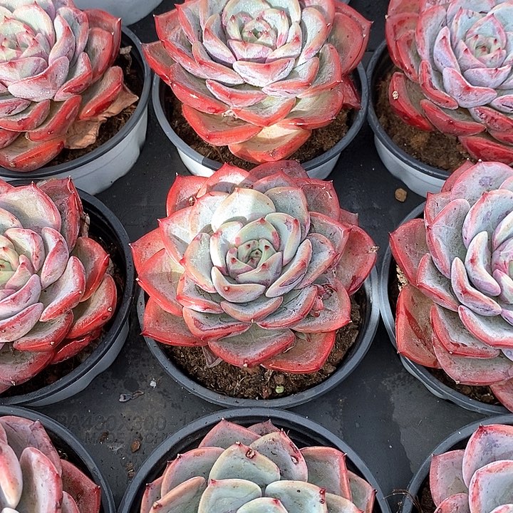 28三文鱼单头 福利多多