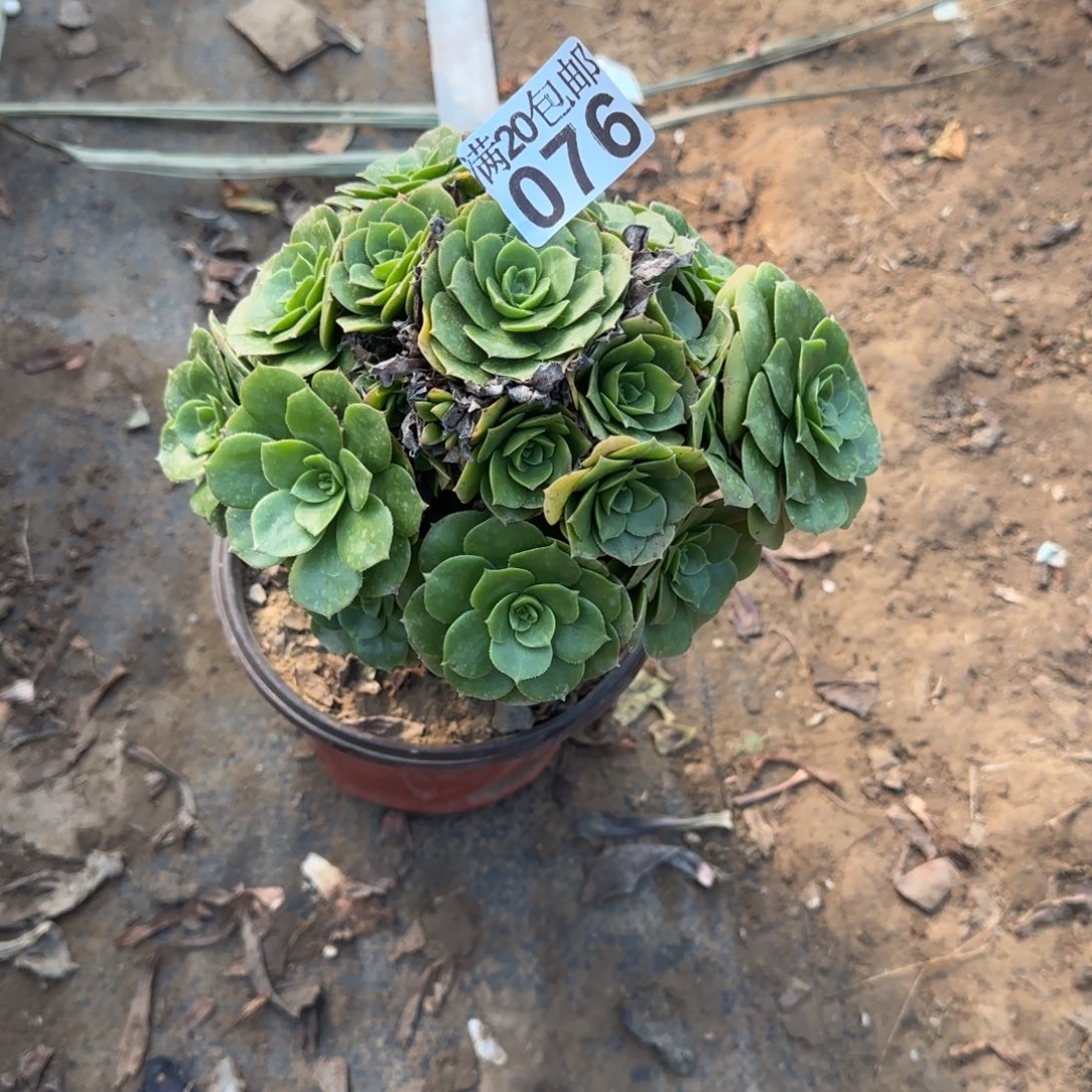 三年绿羊绒076满20包邮断枝不包