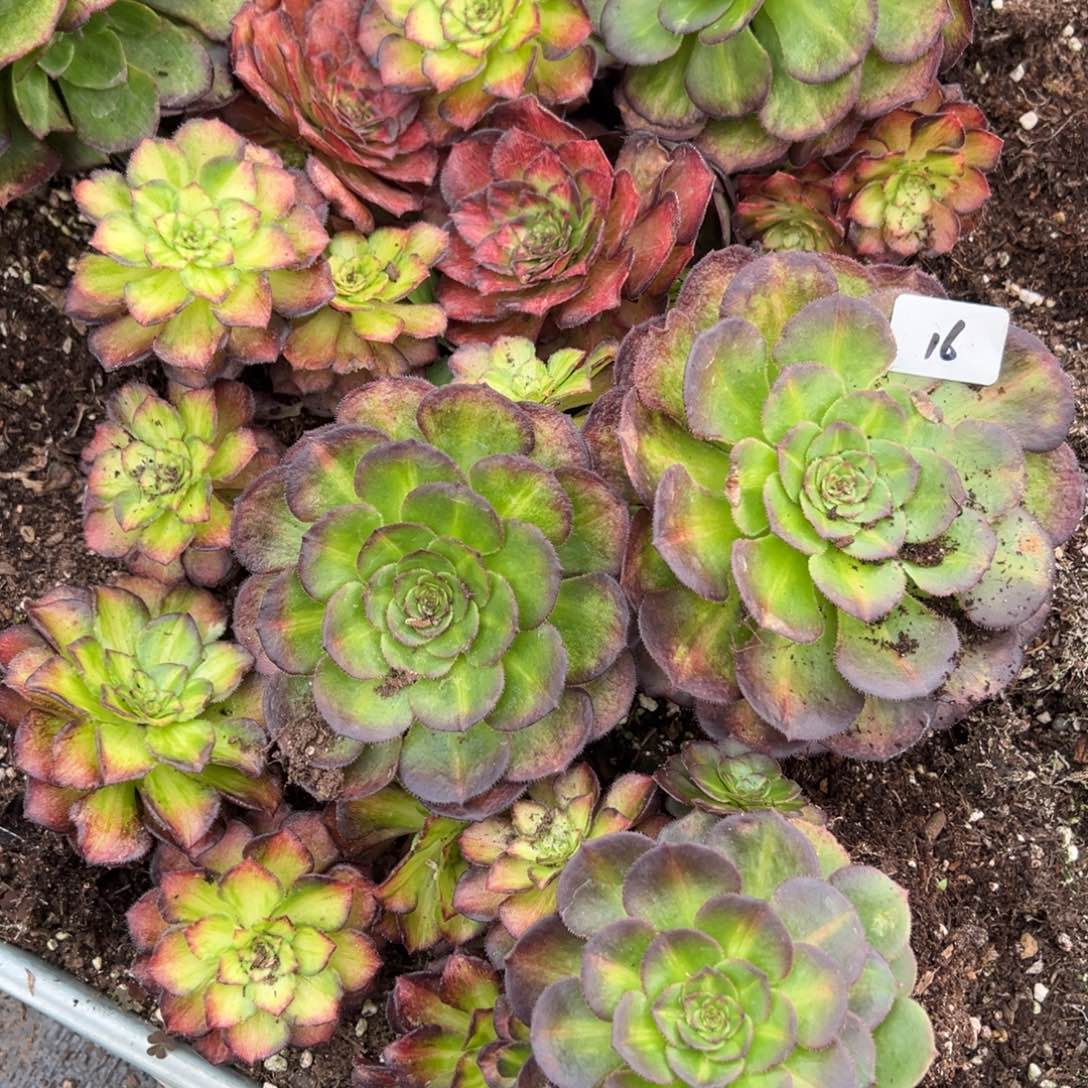 16一片龙鳞多肉嘻嘻嘻