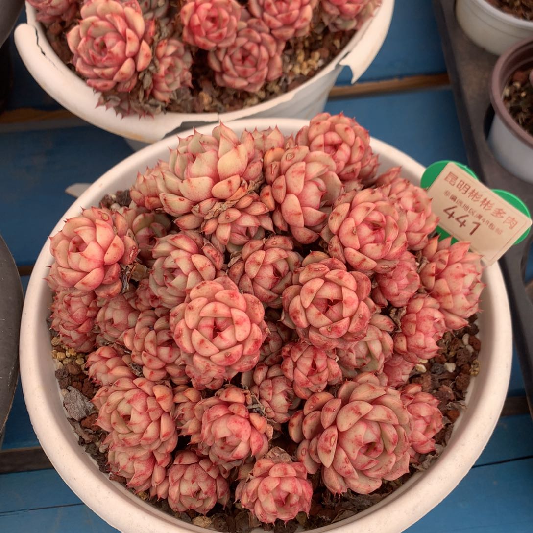 苯巴蒂斯无砍老桩441