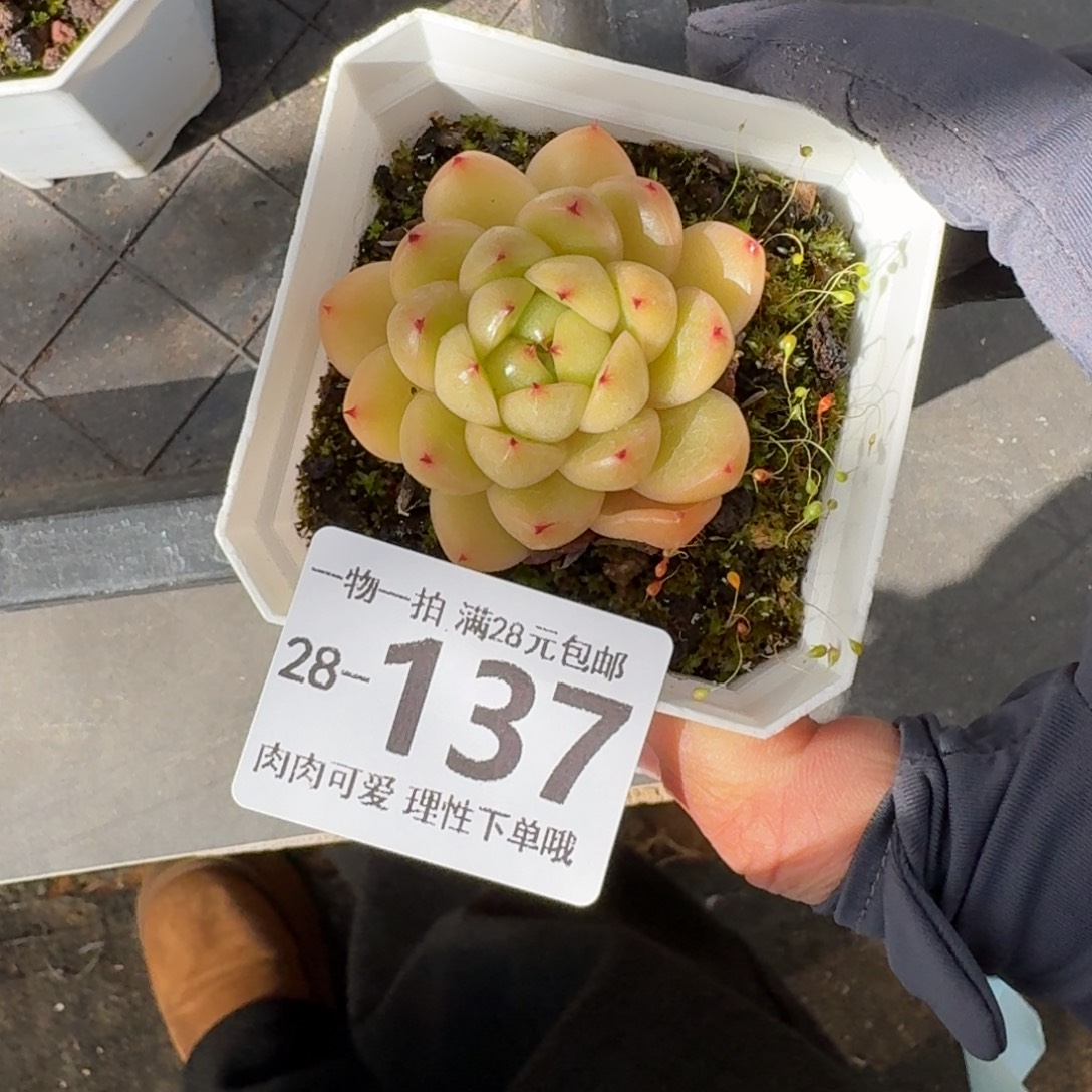 莱拉无盆土发货无