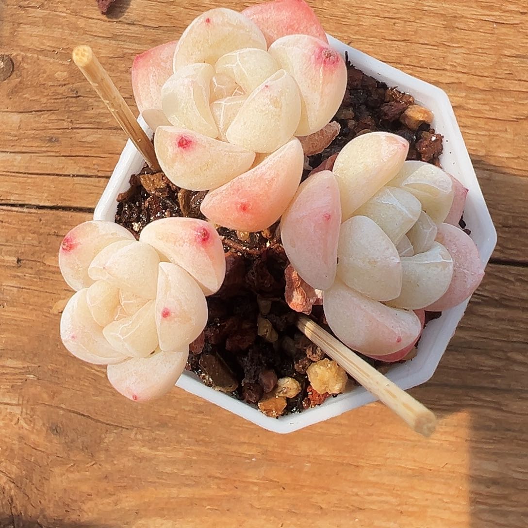 三头老长腿冰玉1207