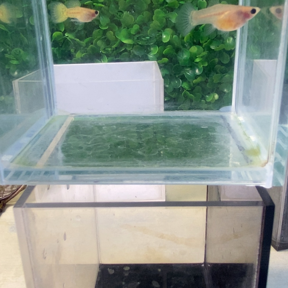 孔雀鱼黄蕾丝玻璃猫一对