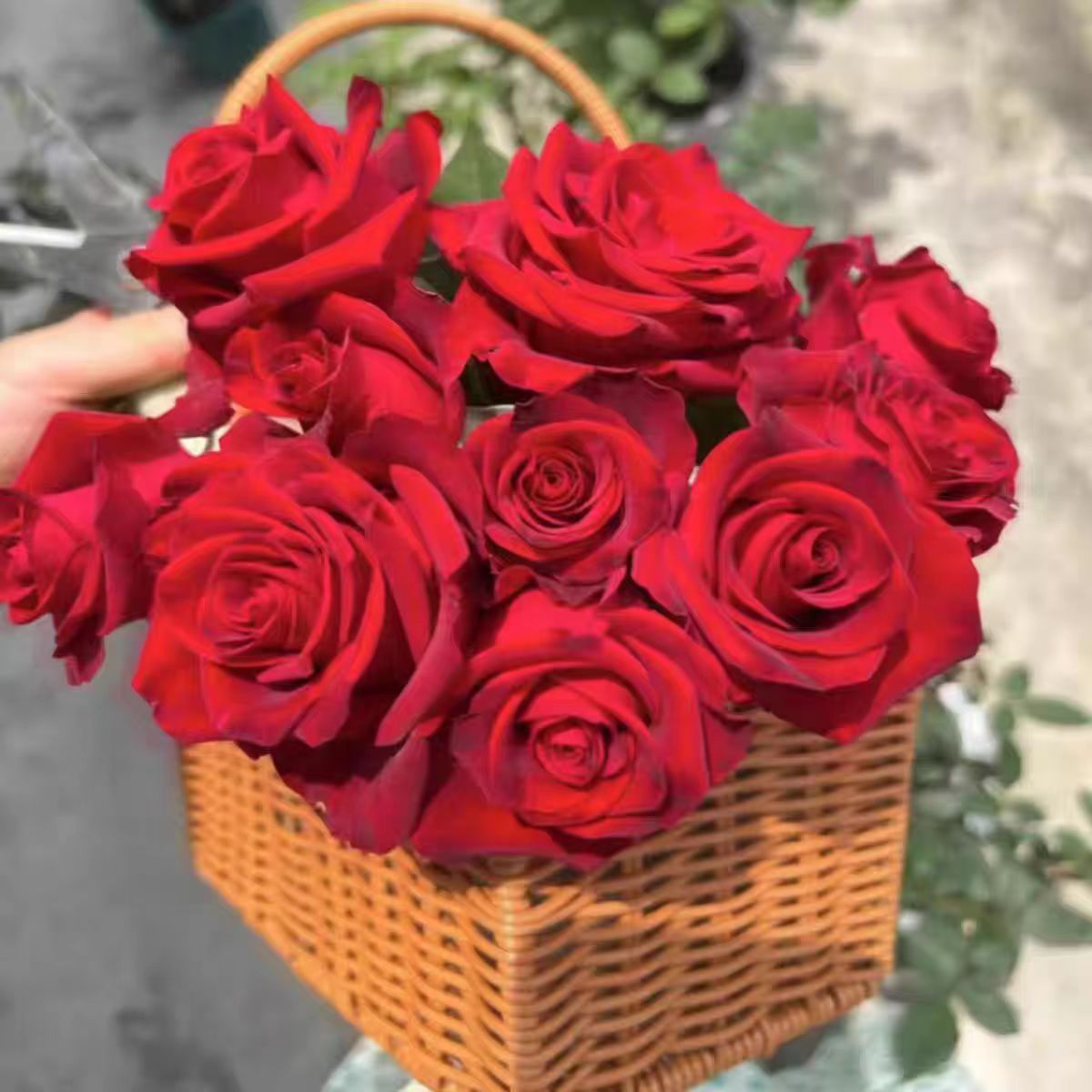 新品【哈利路亚】月季花苗大花切花直立阳台庭院绿植花卉
