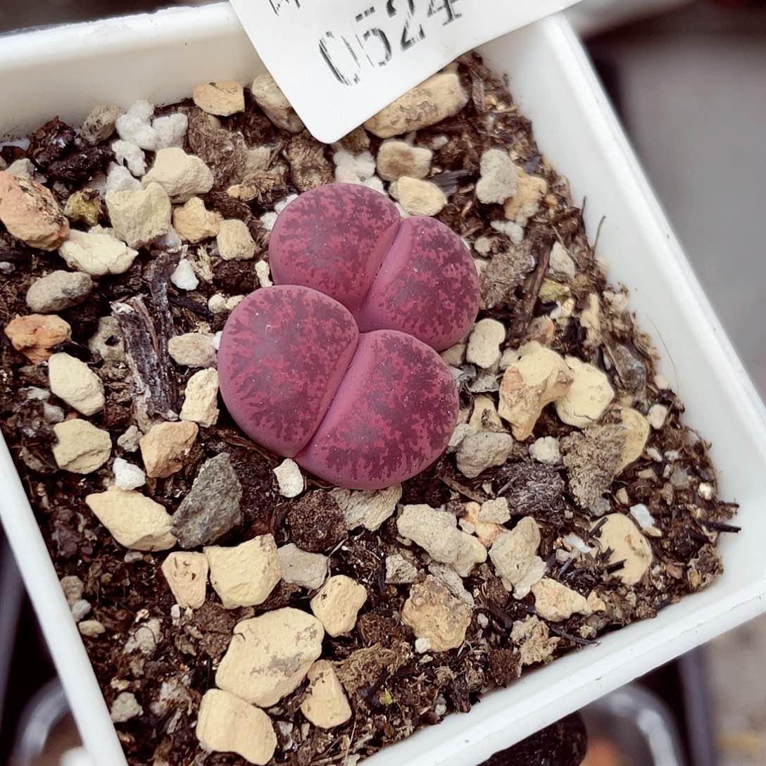 郎哥多肉18包邮0524-173