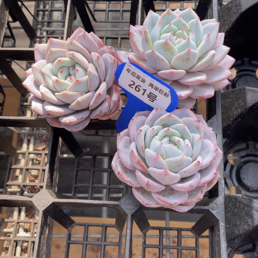 261号 母本大单头雪之魄一个