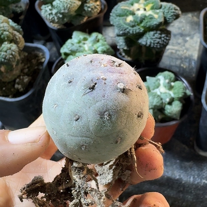 无花朵自根紫皮鹅蛋习