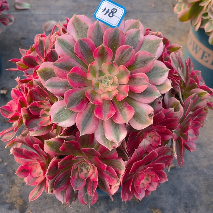 118粉女巫多肉法师