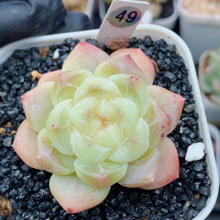 琉璃蜜盏58包邮  群生不包整49