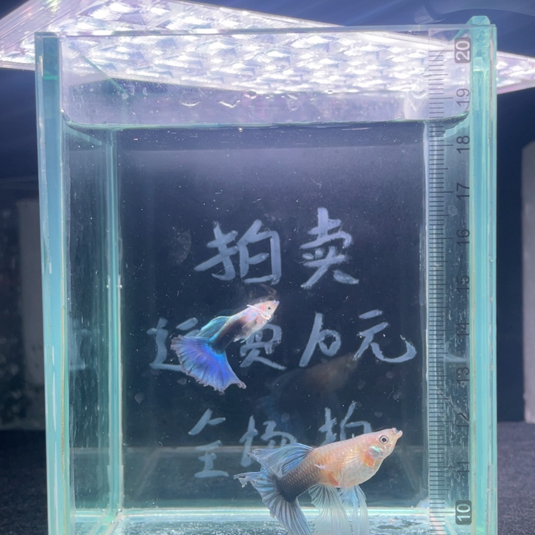 孔雀鱼尾巴破损蓝礼服宽C一对