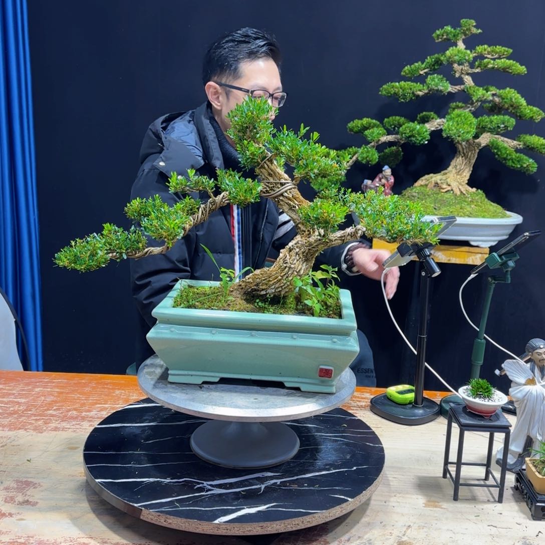 黄杨室内室外盆景艺术