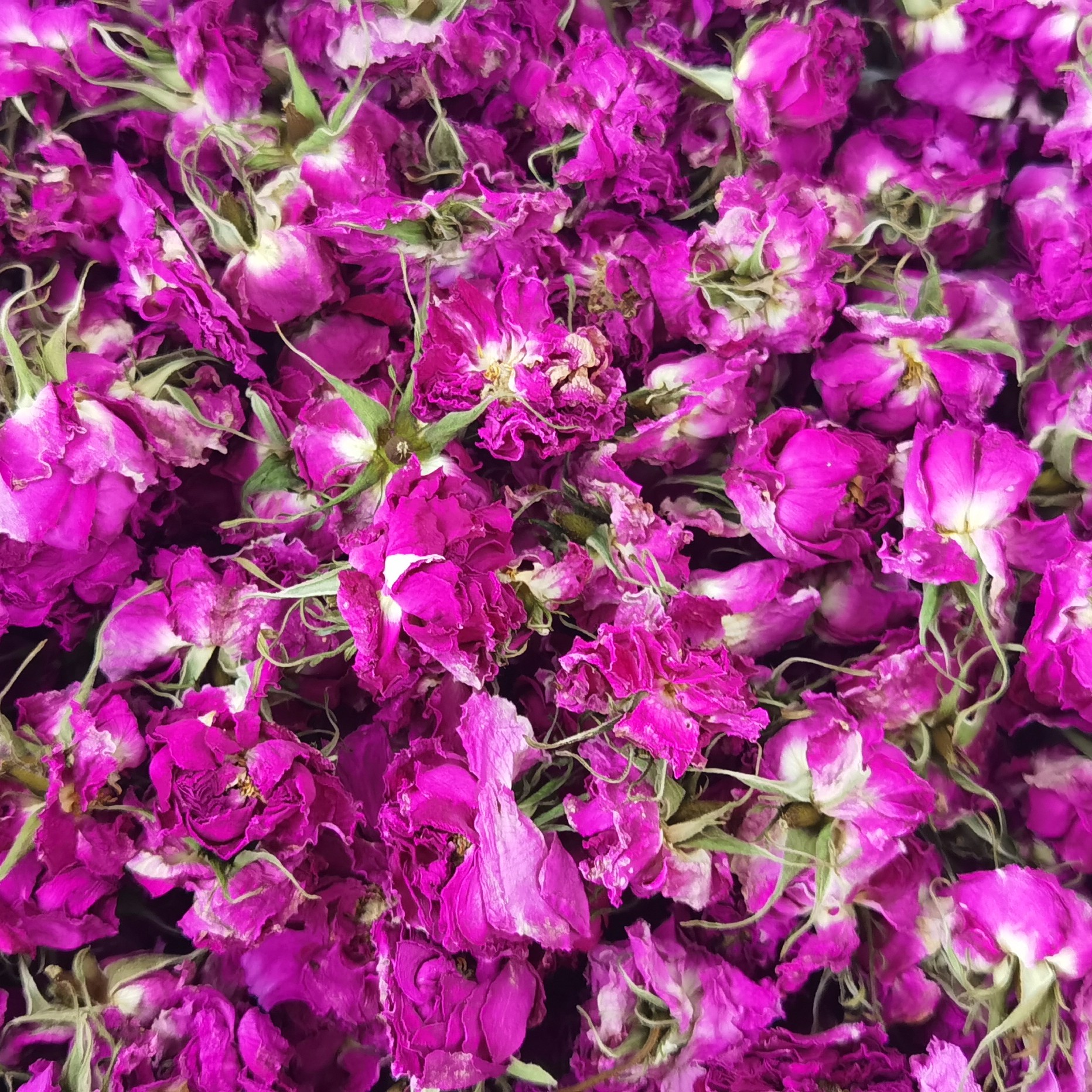 大马士革玫瑰花茶食用玫瑰花茶大兴安岭