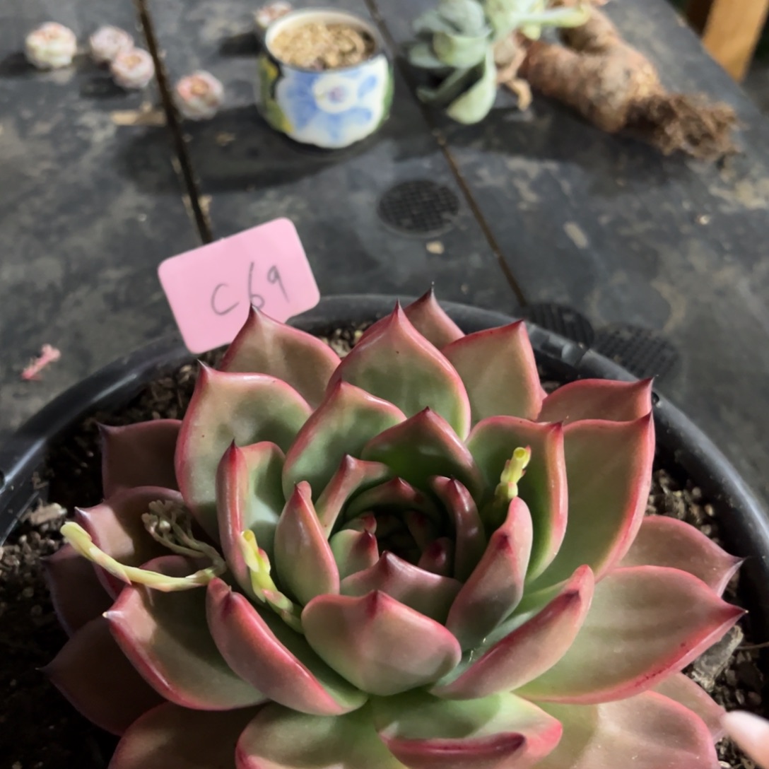 多肉植物一物一拍