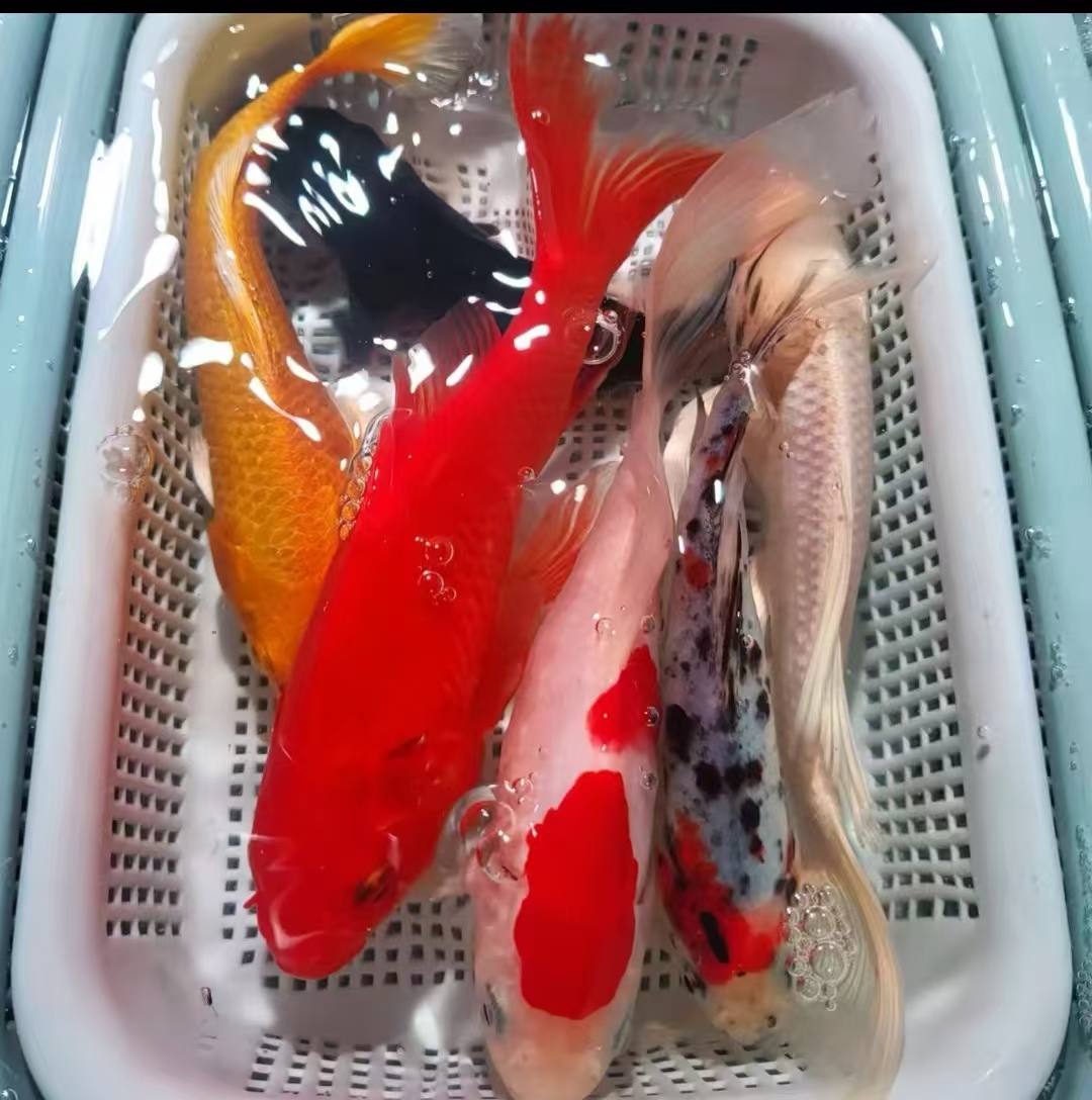 27号【10-12厘米1黄1红草1白1红白草1德日系】冷水鱼 观赏鱼