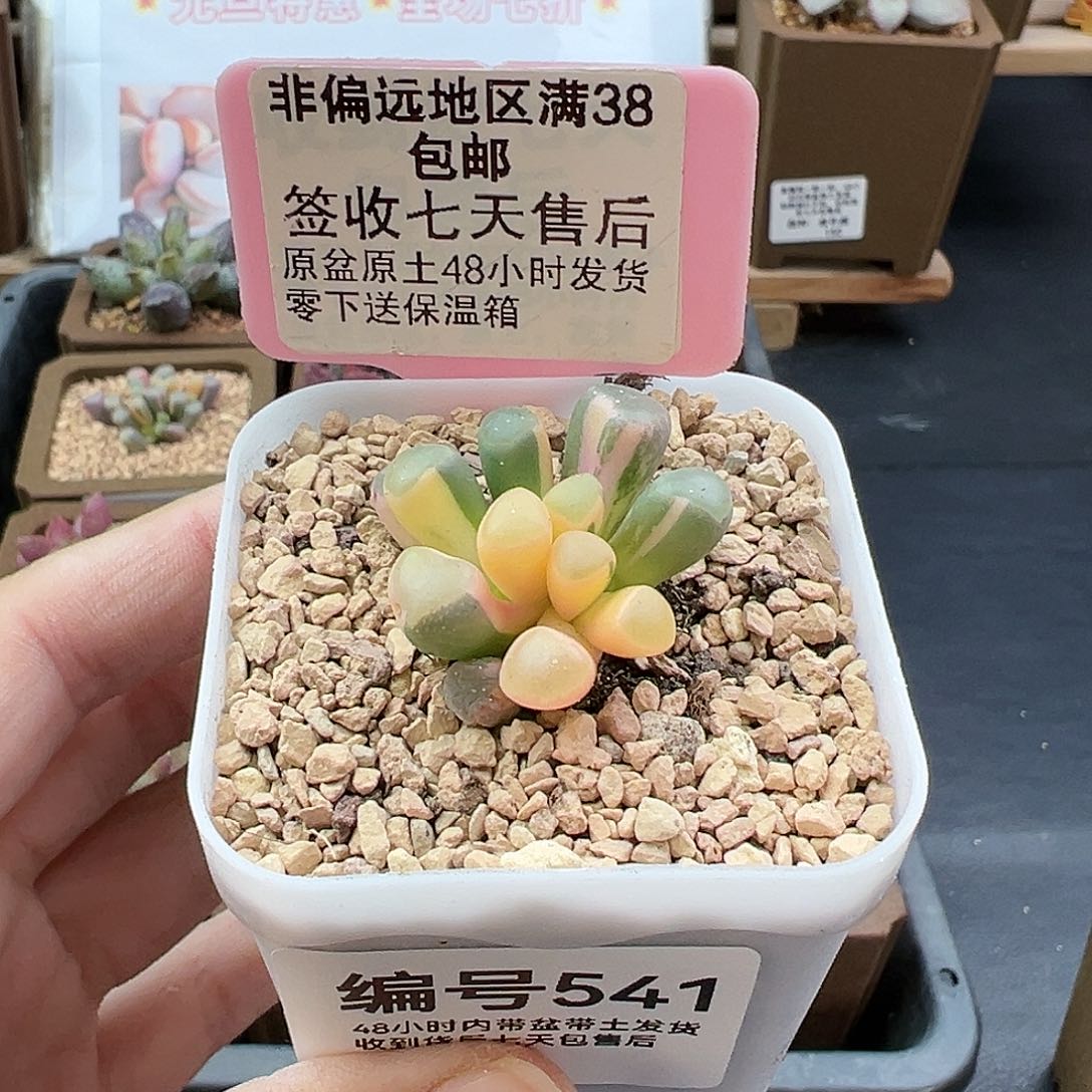 541五十铃玉锦多肉