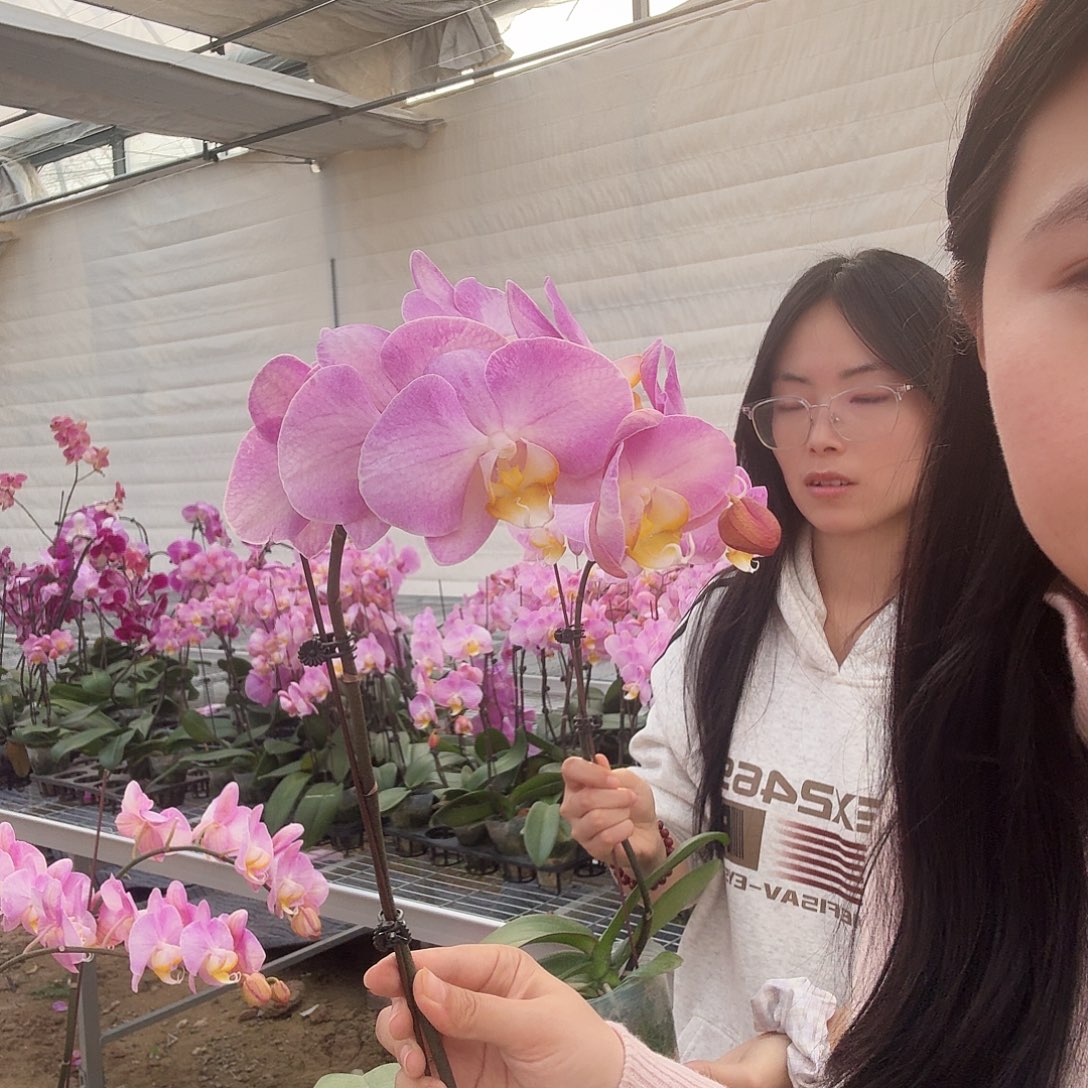 完全开放彩霞不售后瑕疵一颗