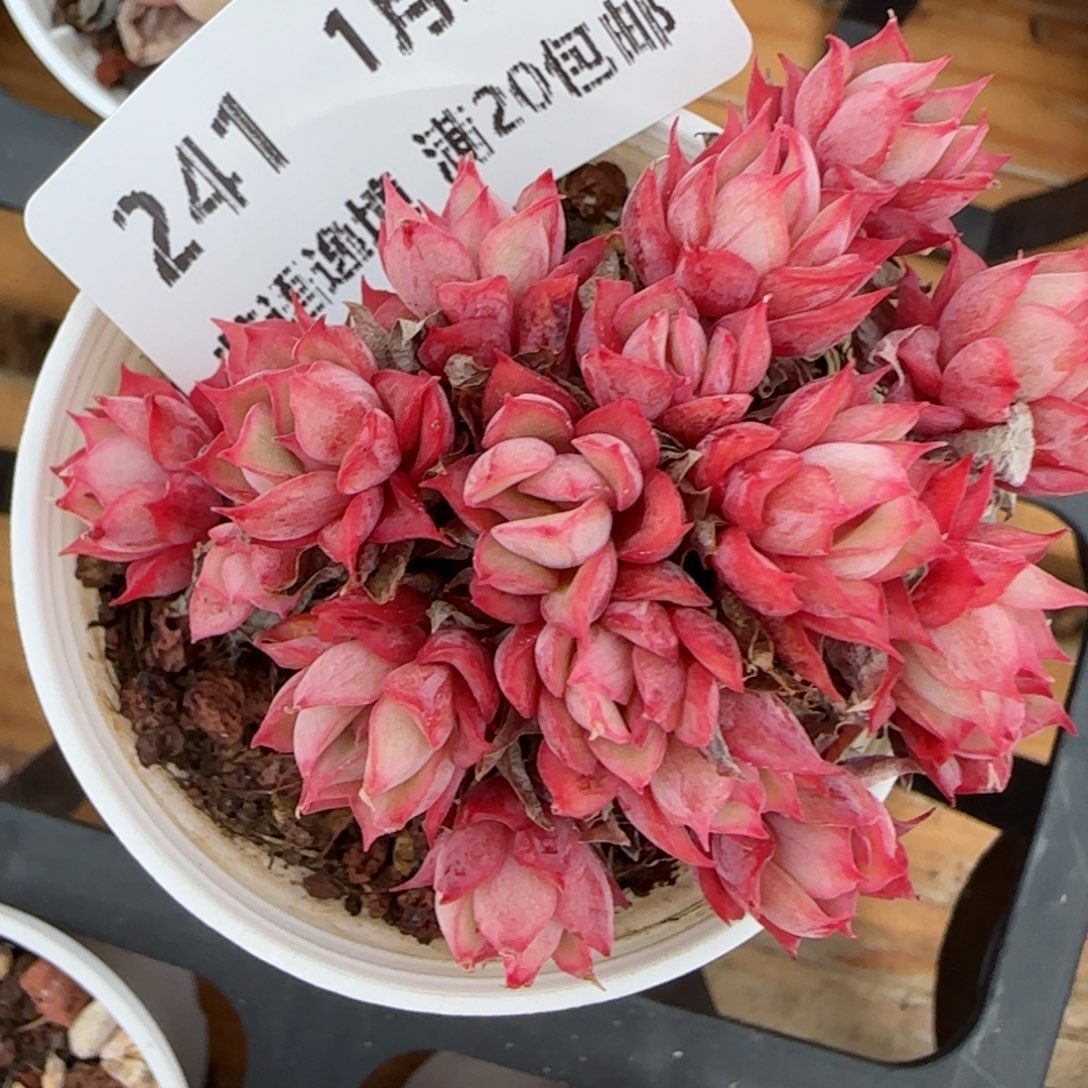 花语逸境0124-241