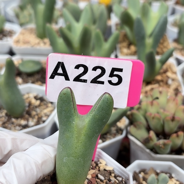 225mmmmmmmmmmmmkkk
