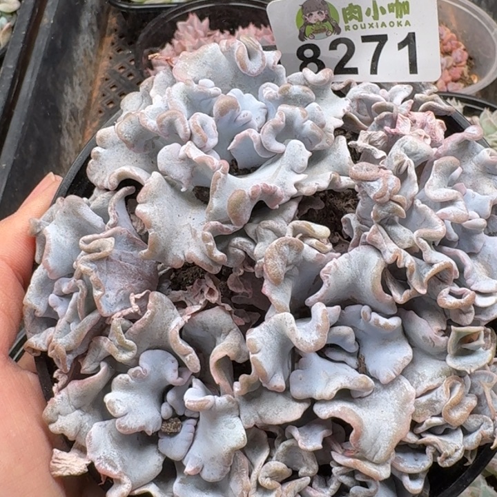 当前无花朵，栽培后可花朵多肉植物多去植物
