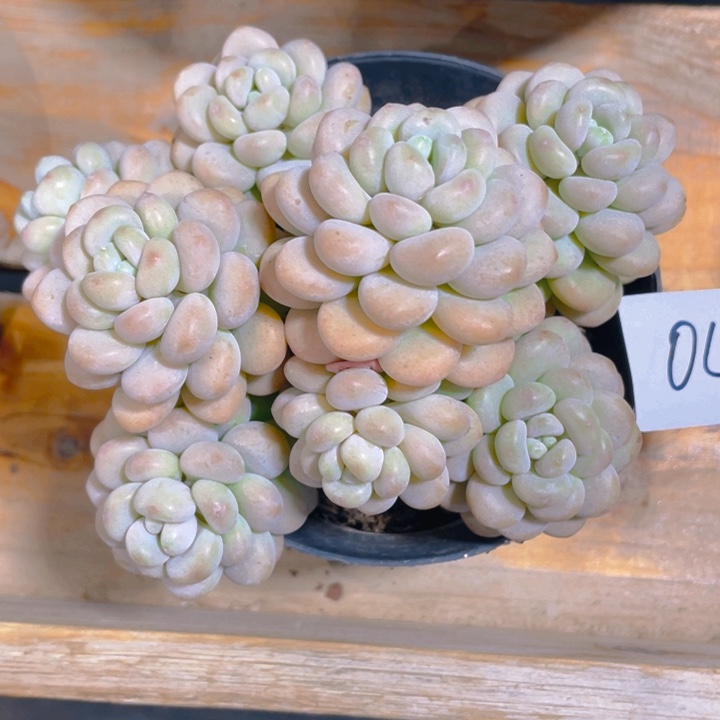 谢谢你的支持00000049