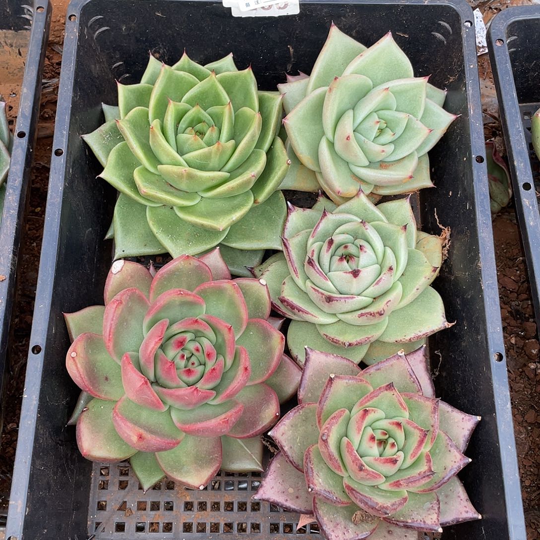 若如东云单拍A472