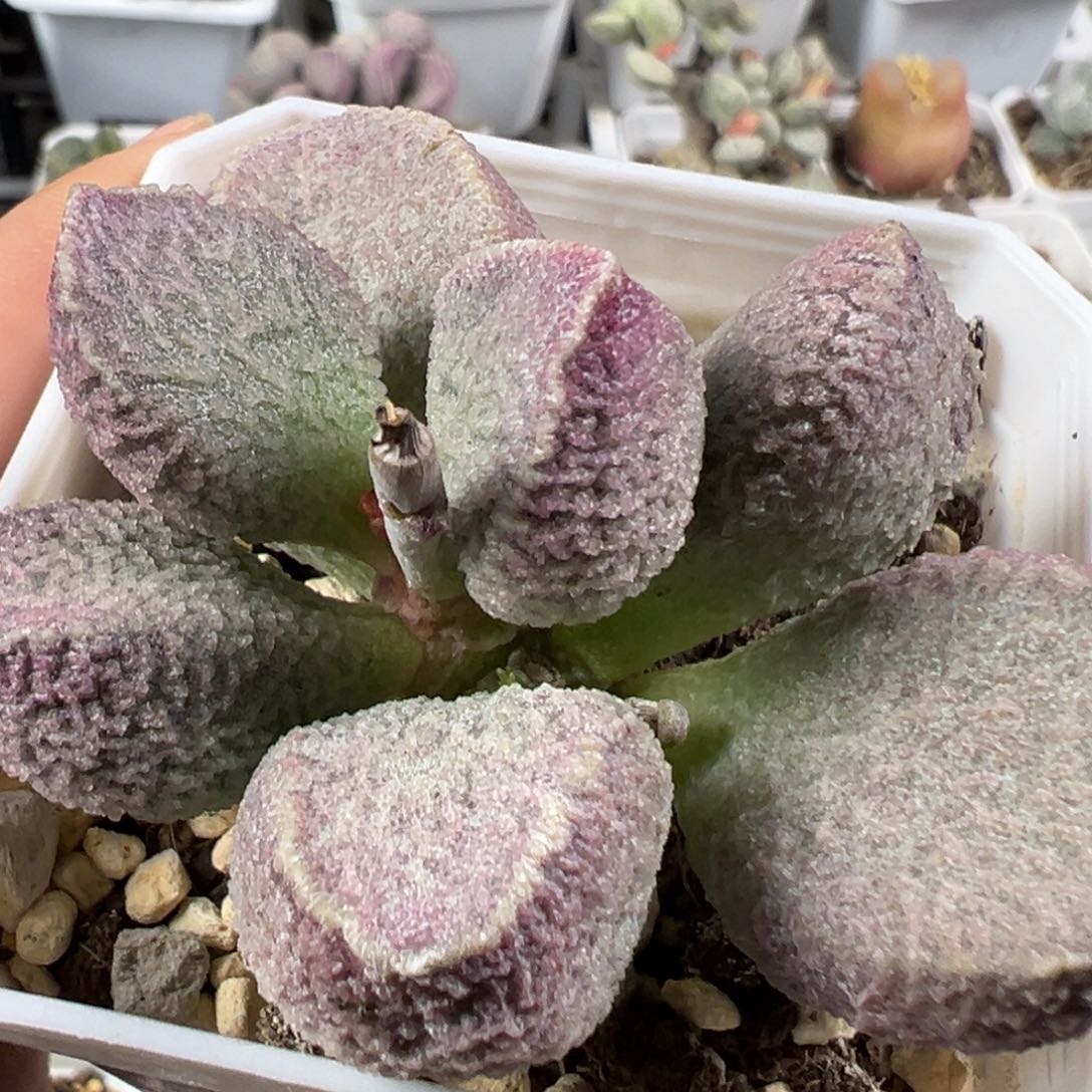 w哈莫猪肝多肉植物水泡