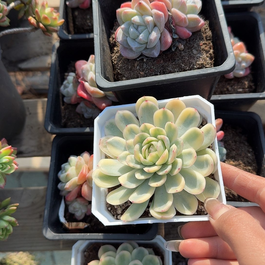 草莓冰加冰玉多肉植物