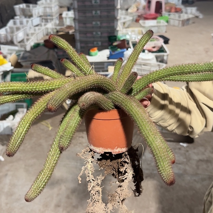 一行园艺【垂钓金妞】1颗