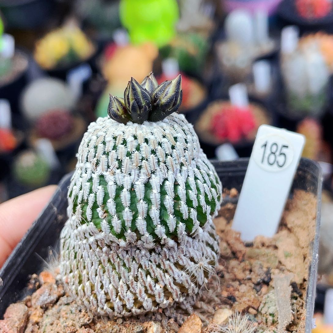 非偏远地区满25包邮仙人球