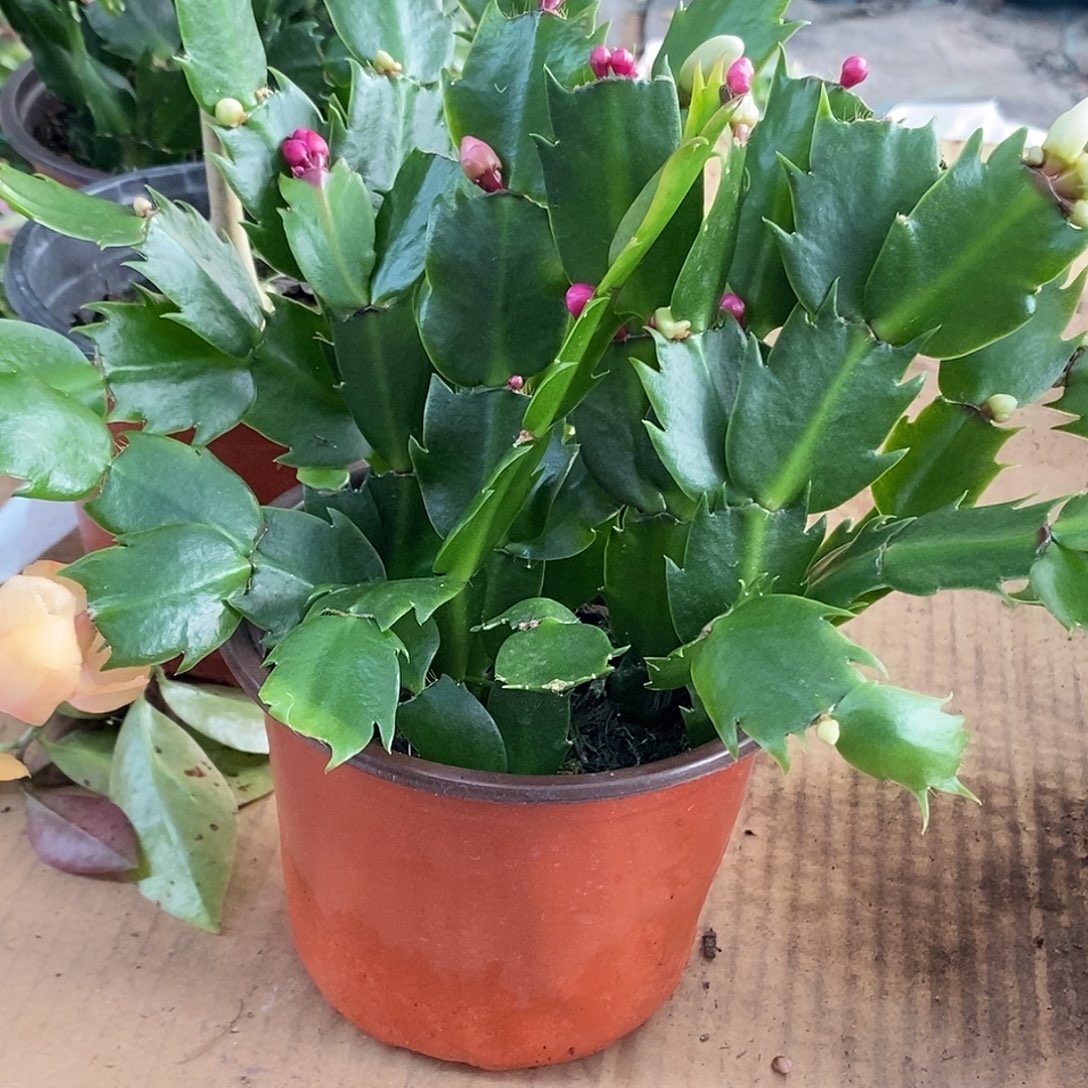 全部花朵多色嫁接用福利