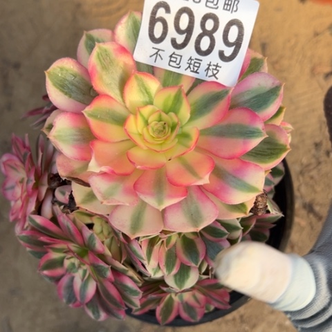 倾城多肉植物法师6989