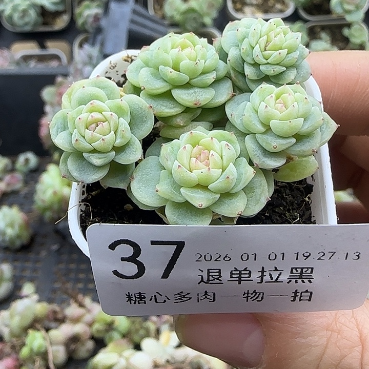 一***盏糖心多肉一物一拍37号纸鸢