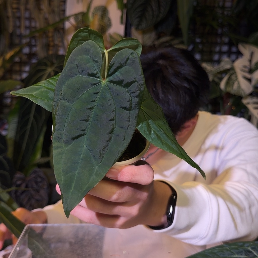 完全开放G84  黑丝绒paip